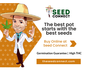 The best pot starts with the best seeds