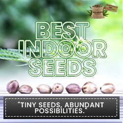 MJ Seeds Canada Best Indoor Seeds (250x250)