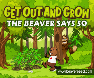 Beaver Seeds - Get Out and Grow Spring Sasquatch 300x250