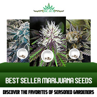 Bc Bud Depot Best Seller Marijuana Seeds (200x200)