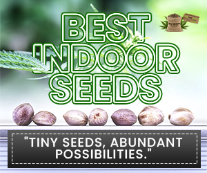 MJ Seeds Canada Best Indoor Seeds (300x250)